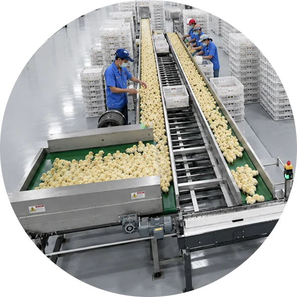 Poultry Automation Equipment